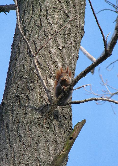 veverica obyčajná - detail  Sciurus vulgaris