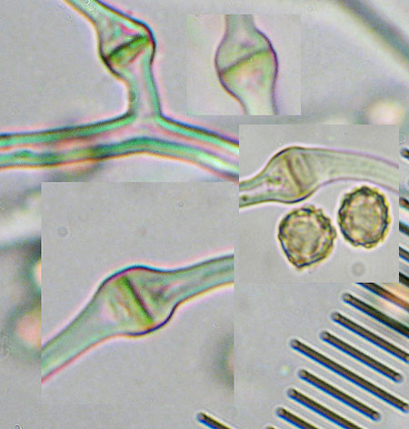 stopkovec hrdzavohnedý Tulostoma melanocyclum Bres.
