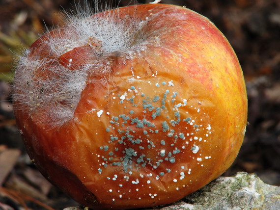 trichoderma Trichoderma sp.