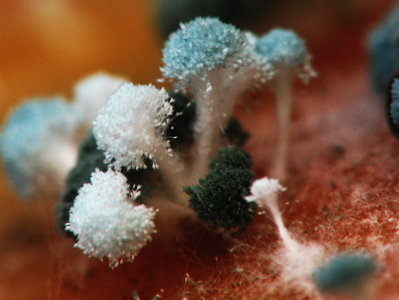 trichoderma Trichoderma sp.