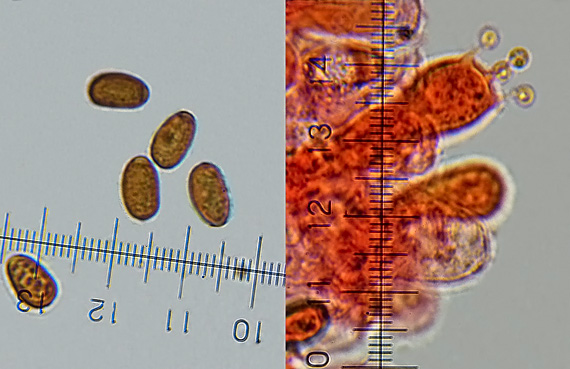 drobuľka Psathyrella pseudocorrugis (Romagn.) Bon