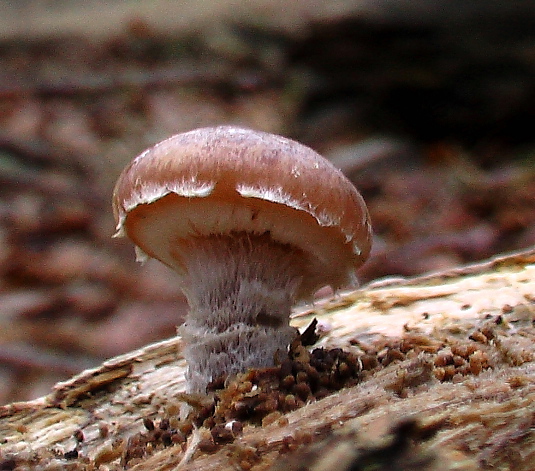šupinovka hnedočervená Pholiota lubrica (Pers.) Singer