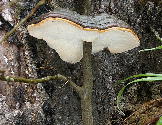 lesklokôrovka plochá-	Lesklokorka ploská Ganoderma applanatum (Pers.) Pat.
