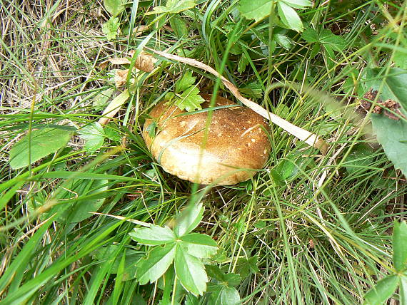 masliak obyčajný Suillus luteus (L.) Roussel