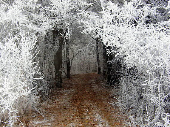 brána do zimného lesa.