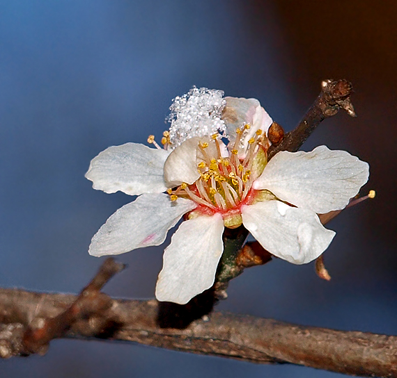 slivka Prunus sp.