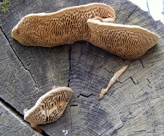 sieťkovec dubový -síťkovec dubový Daedalea quercina (L.) Pers.