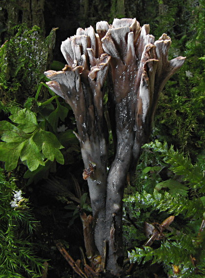 plesňovka smradľavá Thelephora palmata (Scop.) Fr.