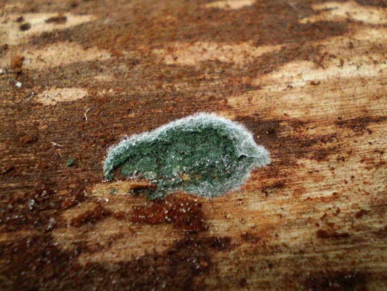 trichoderma Trichoderma sp.