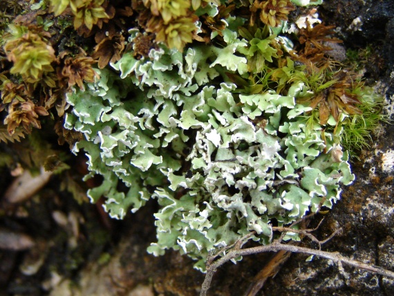 dutohlavka listová Cladonia foliacea