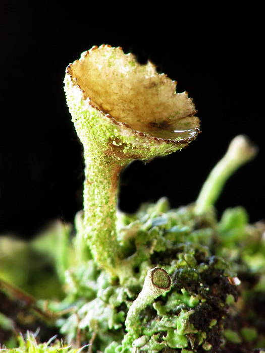 dutohlávka pohárikovitá Cladonia pyxidata