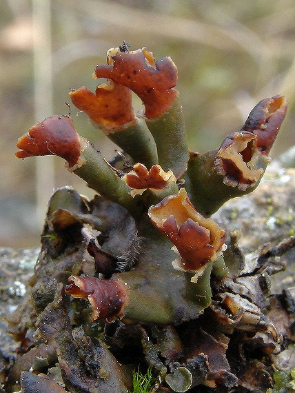 štítnatec červenkastý Peltigera rufescens (Weis.) Humb.