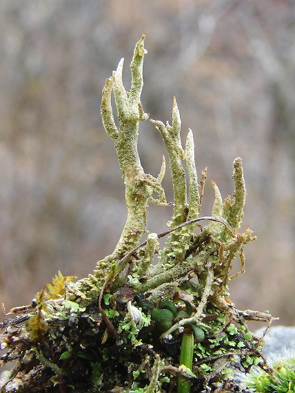 dutohlávka šupinatá cf. Cladonia squamosa