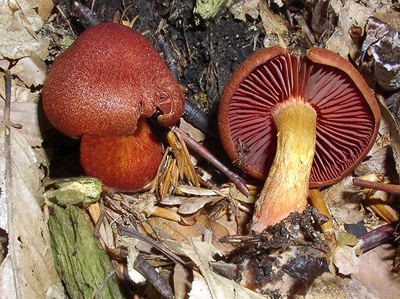 pavučinovec hnedočervený Cortinarius purpureus (Bull.) Bidaud, Moënne-Locc. & Reumaux