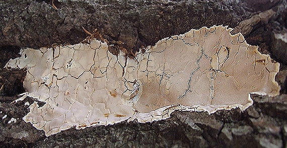 chrastuľka obyčajná Gloeocystidiellum porosum (Berk. & M.A. Curtis) Donk