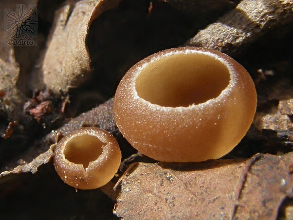 jahňadka obyčajná Ciboria amentacea (Balb.) Fuckel