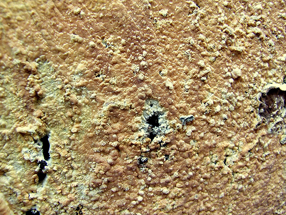 klavulícium hladké Clavulicium macounii (Burt) Parmasto