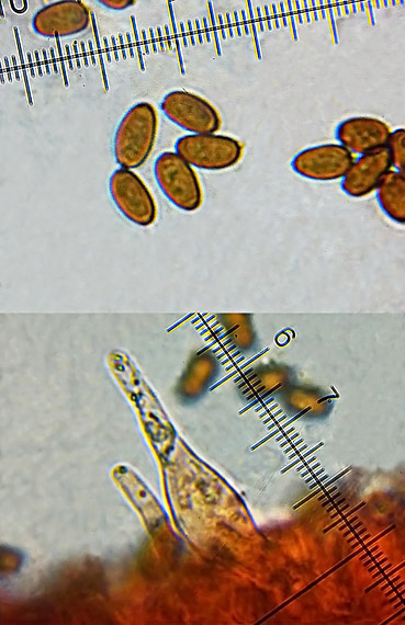 drobuľka trsovitá Psathyrella multipedata (Peck) A.H. Sm.