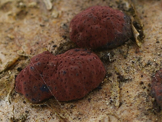 drevovček hnedý - Dřevomor hnědý  Hypoxylon fuscum (Pers.) Fr.