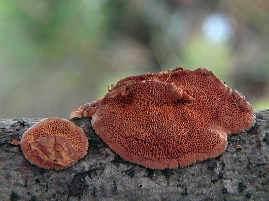 červenica rumelková  Pycnoporus cinnabarinus (Jacq.) P. Karst.