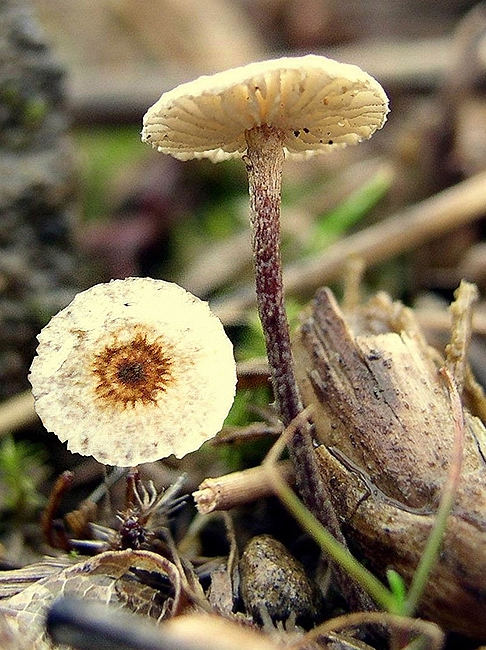 vlasovka drsná Crinipellis scabella (Alb. & Schwein.) Murrill