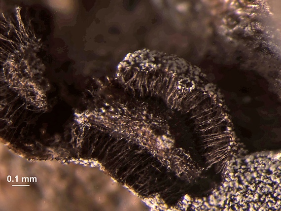 slizovka - Dvojblanka černovýtrusá Didymium melanospermum (Pers.) T. Macbr.