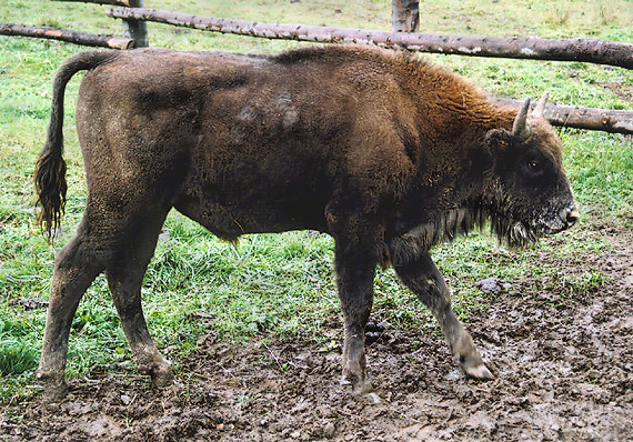 zubor hrivnatý Bison bonasus