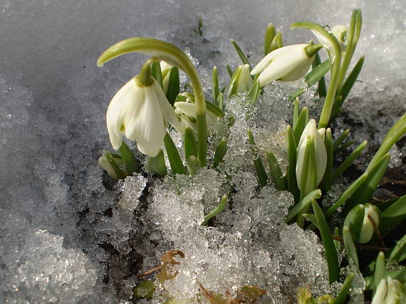 snežienka jarná Galanthus nivalis f. pleniflorus