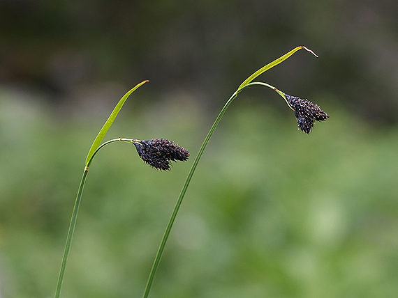 ostrica tmavá Carex atrata L.
