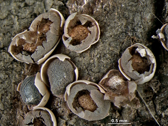 dvojkožka guľková Diderma testaceum (Schrad.) Pers.