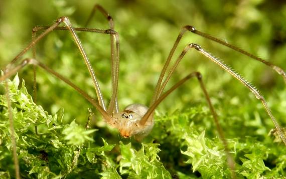 pavúk   Pholcus phalangioides