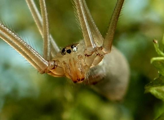 pavúk Pholcus phalangioides