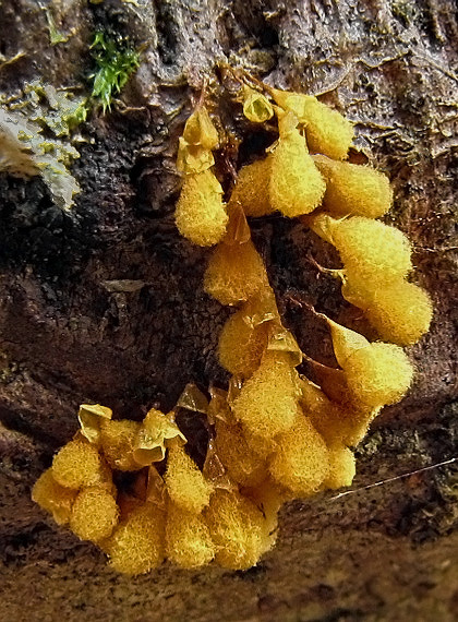 vlasovníčka kyjačikovitá Hemitrichia clavata (Pers.) Rostaf.