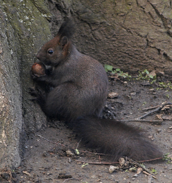veverička obyčajná Sciurus vulgaris