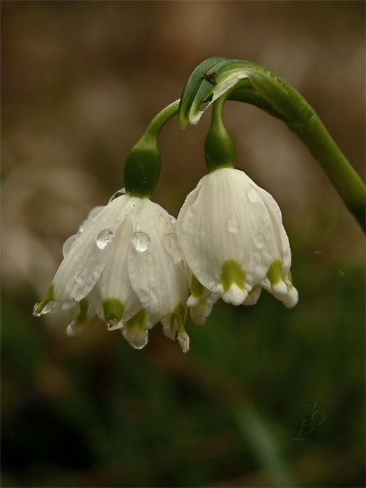 bleduľa jarná karpatská Leucojum vernum subsp. carpaticum (Spring) O. Schwarz