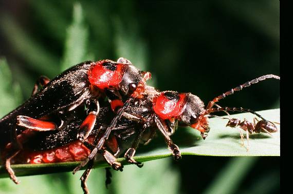 zvědavý mraveneček Cantharis rustica (Coleoptera)