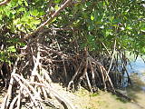 mangrovovy les