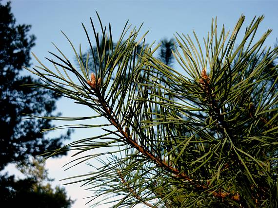 borovica lesná Pinus sylvestris L.