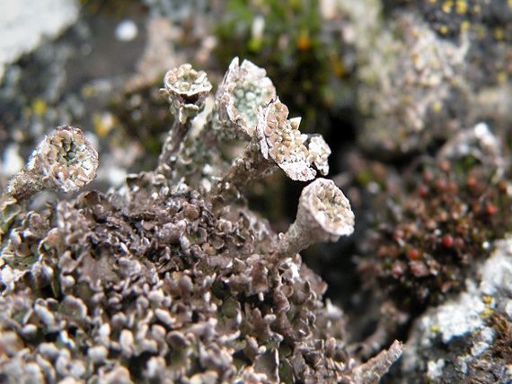 dutohlávka Cladonia sp.