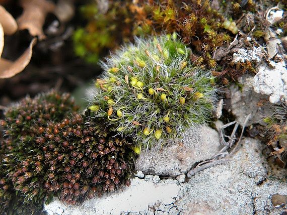 drobivka vankúšovitá Grimmia pulvinata (Hedw.) Sm.