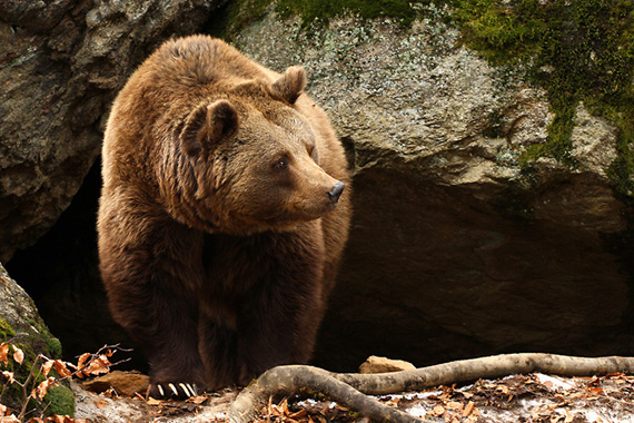 medveď hnedý  Ursus arctos