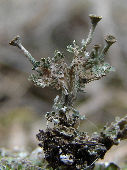 dutohlávka rožkatá Cladonia cervicornis  (Ach.) Flot.