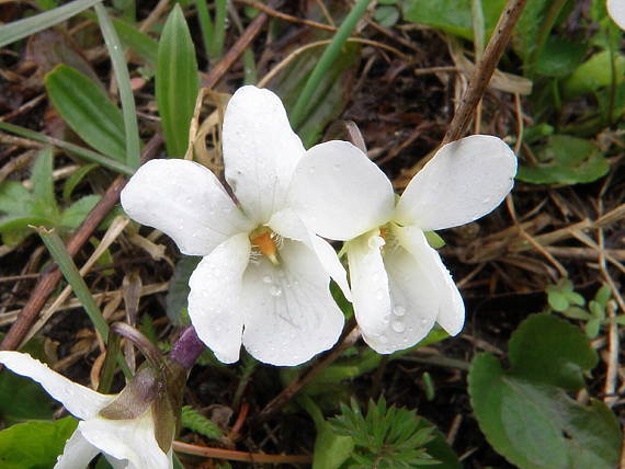 fialka voňavá - albín  Viola odorata L.