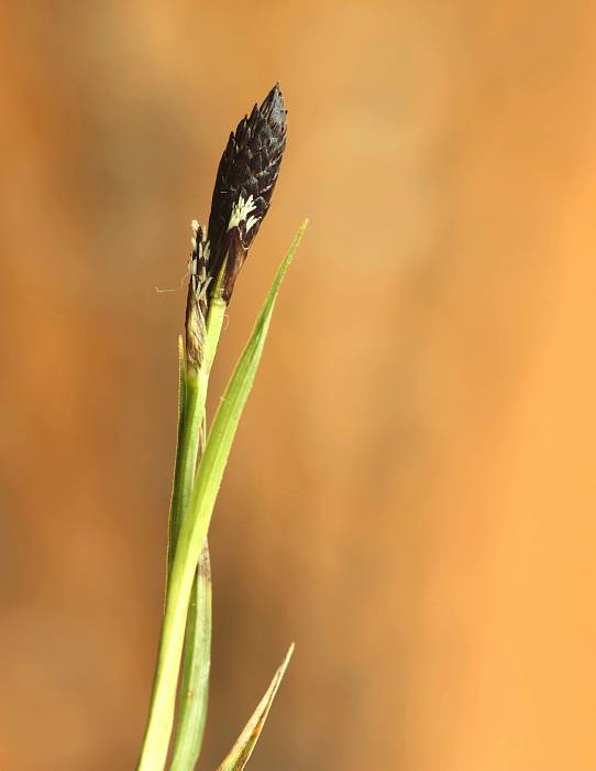 ostrica chlpatá Carex pilosa Scop.