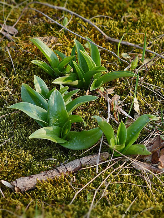 vstavač mužský poznačený  Orchis mascula subsp. signifera (Vest) Soó