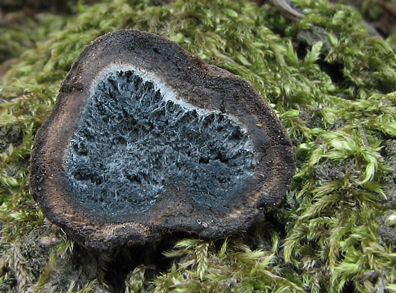 srnka modrovýtrusná Elaphomyces cyanosporus Tul. & C. Tul.