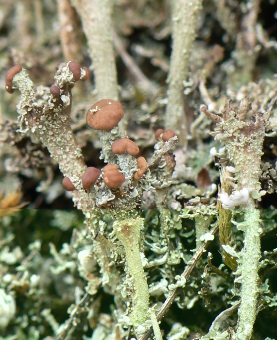 dutohlávka pohárikovitá Cladonia pyxidata (L.)Fr.