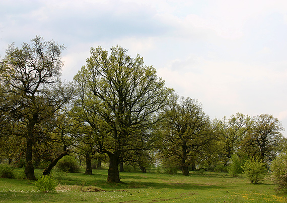 biotop trsovnice lupeňovitej Quercus robur, Grifola frondosa