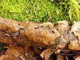 černorosol chrupavčitý - Tmavorôsolovec brezový