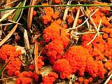 oranžovka vřetenovýtrusá - Vláknohlivka vretenovitovýtrusná
